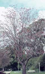 401763: Perth Western Australia Flame tree in Supreme Court Gardens Photo Wendy Langford