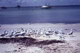 401766: Seagulls at Thompsons Bay Rottnest Island Western Australia Photo Wendy Langford