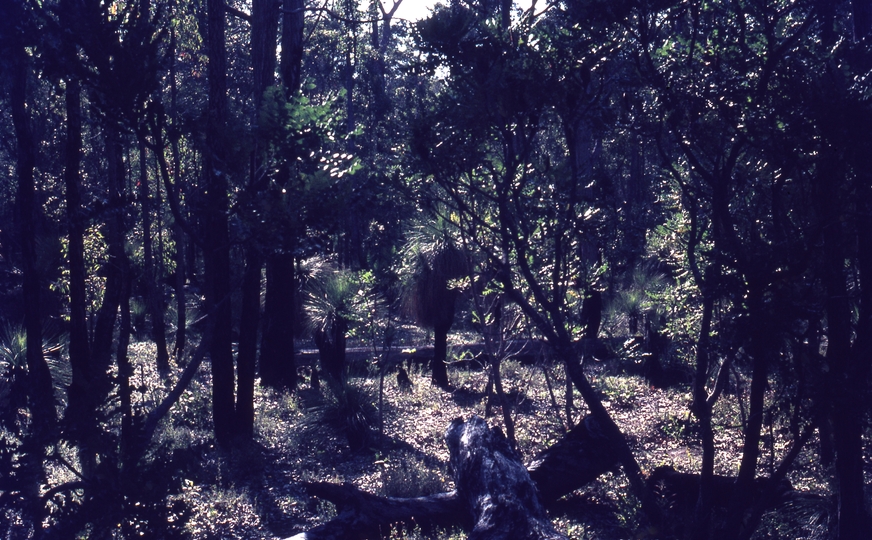 401767: Donnelly River Western Australia Forest Photo Wendy Langford